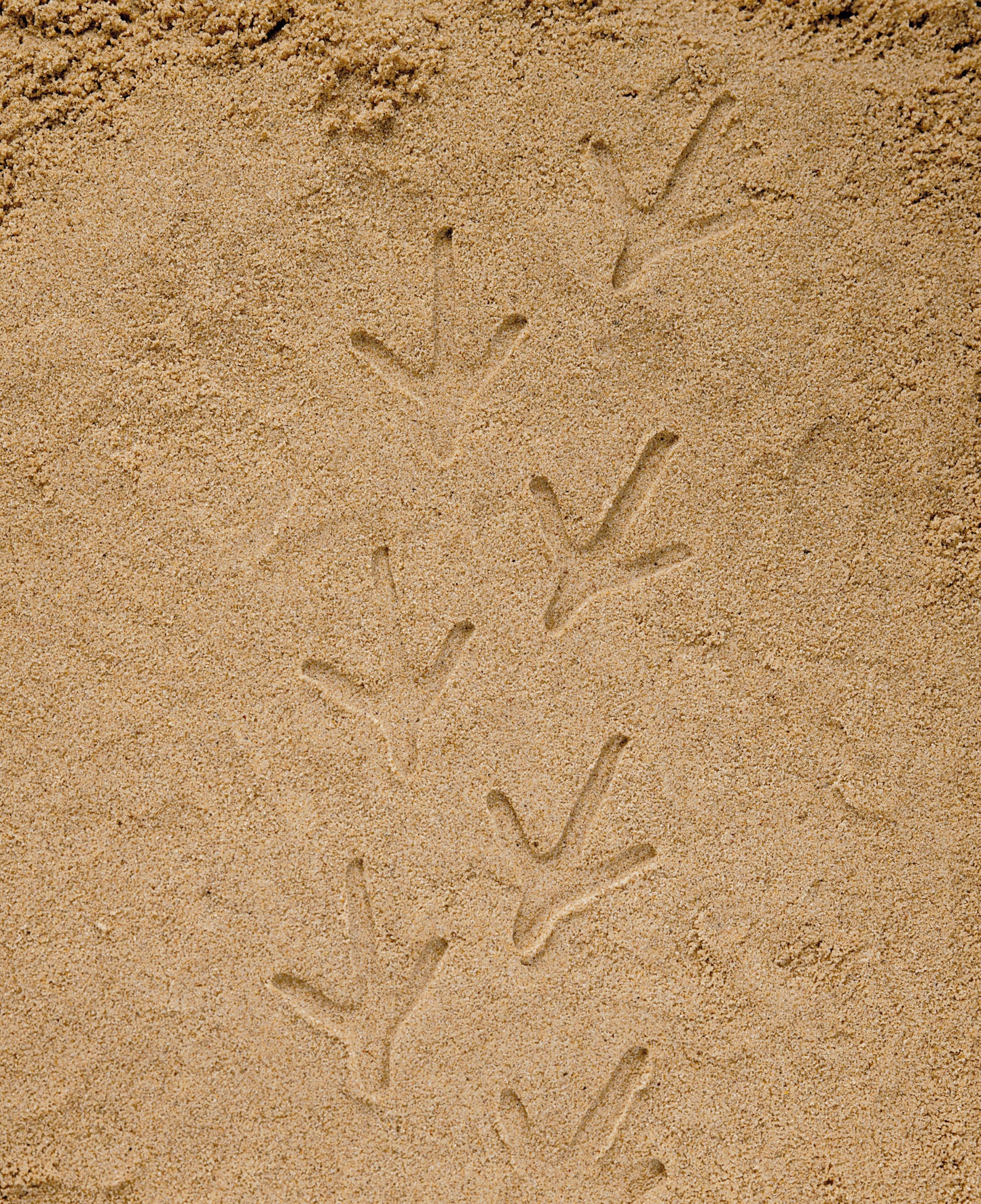 Let’s Investigate – Farmyard Footprints