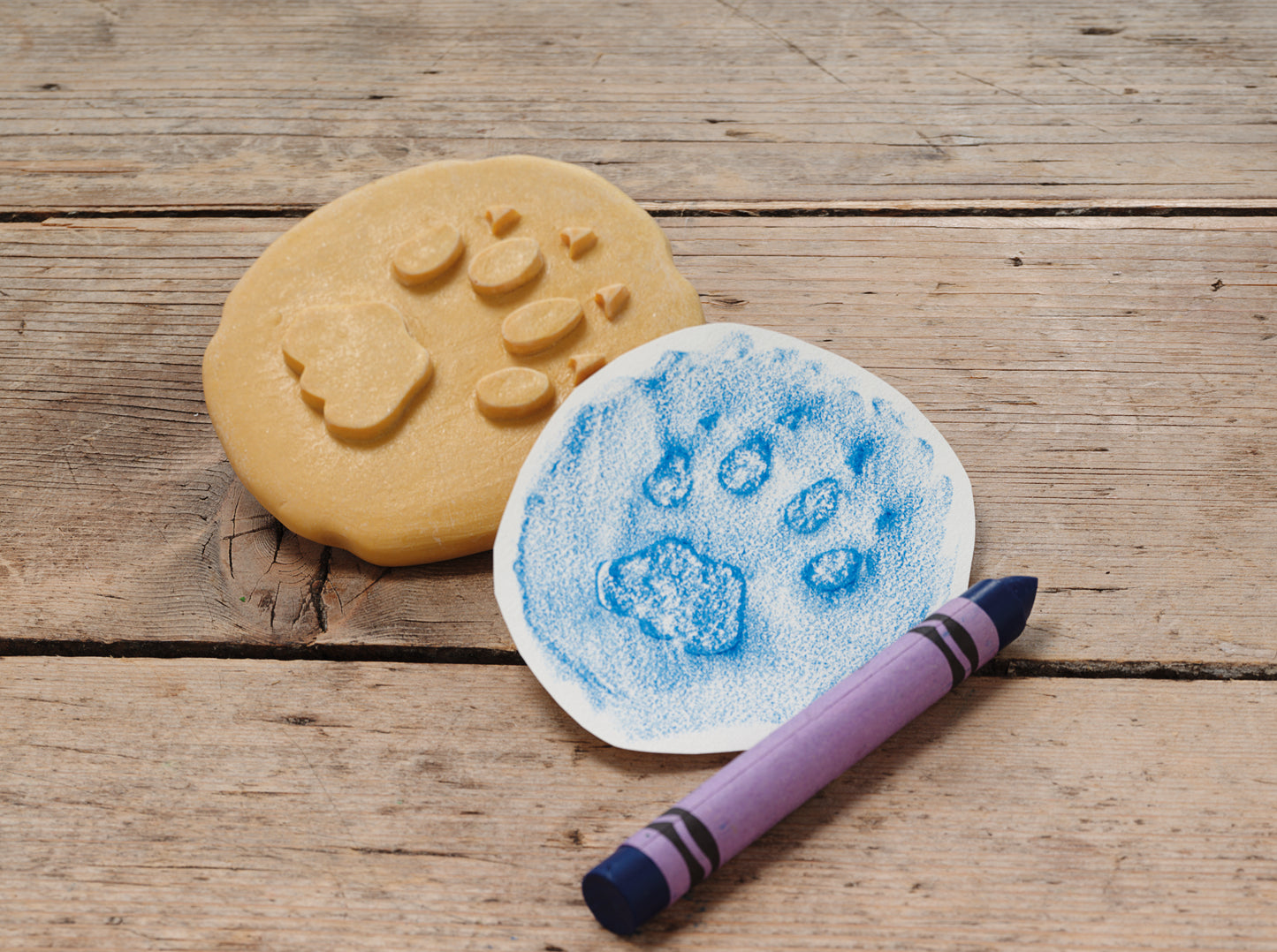 Let’s Investigate – Safari Footprints