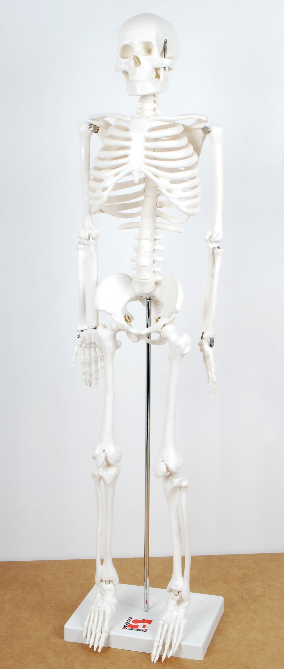 Skeleton Small Scale Half-Scale Skeleton – Chequered Fox