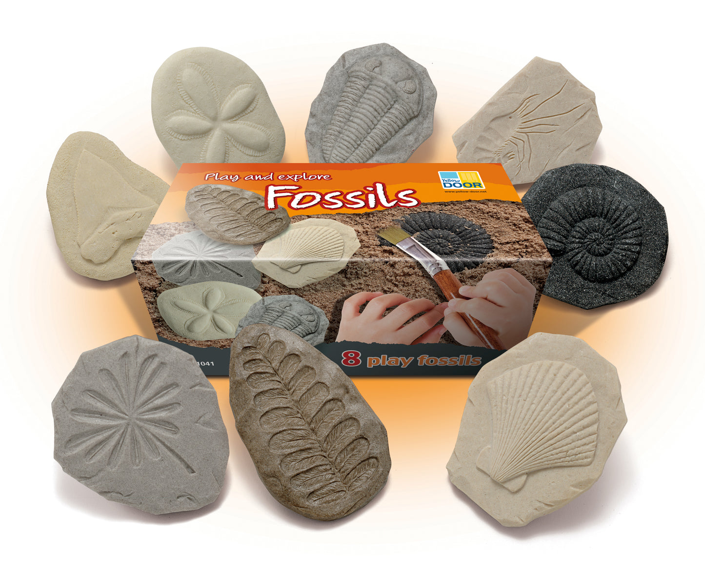 Let’s Investigate – Fossils