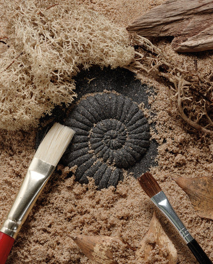 Let’s Investigate – Fossils