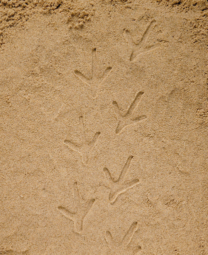 Let’s Investigate – Farmyard Footprints