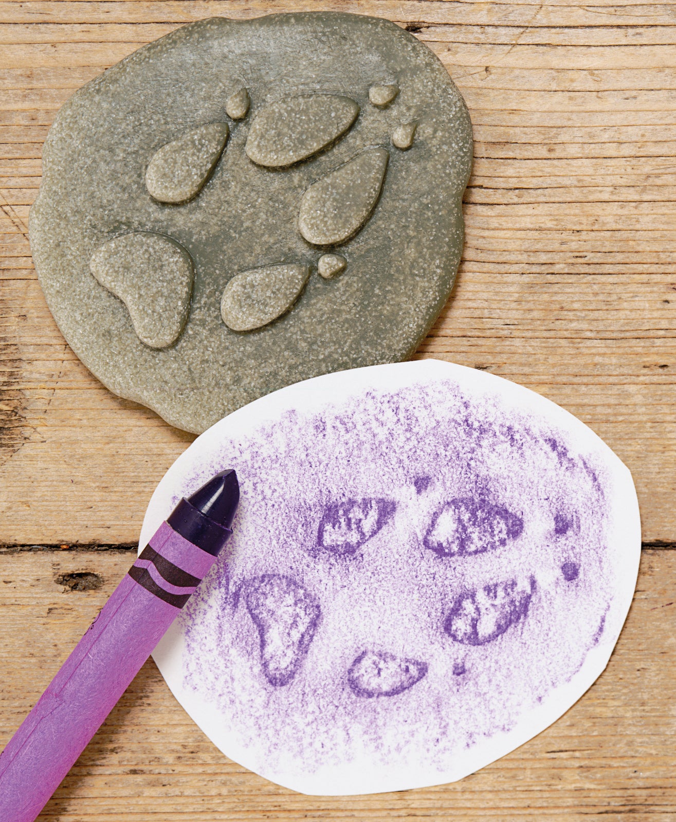 Let’s Investigate – Woodland Footprints