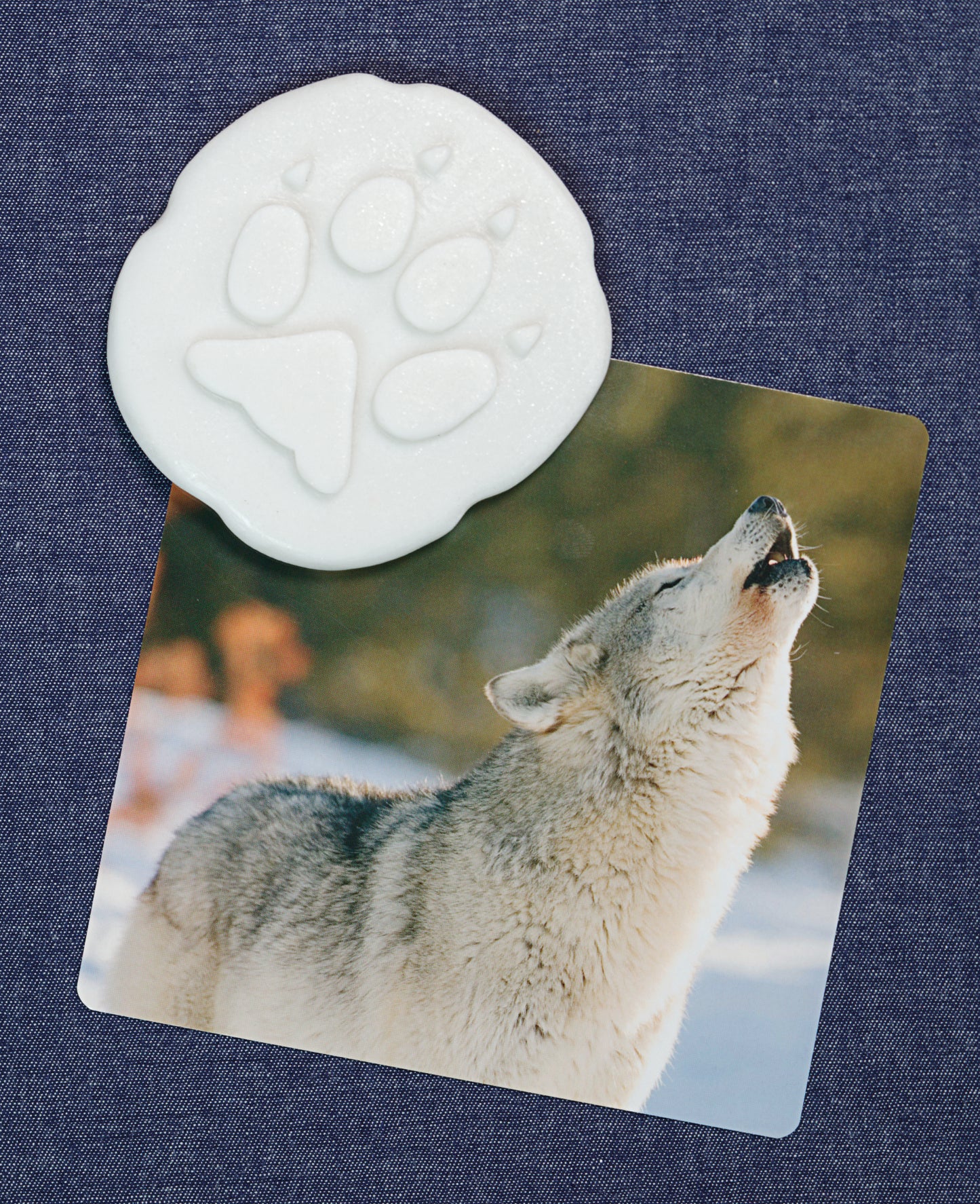 Let’s Investigate – Polar Footprints