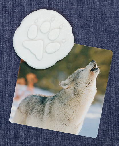 Let’s Investigate – Polar Footprints