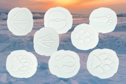 Let’s Investigate – Polar Footprints