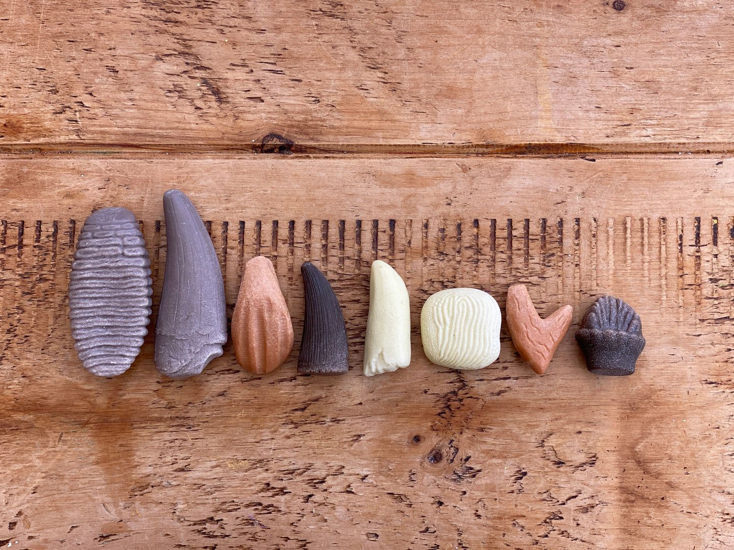 Let’s Investigate – Prehistoric Teeth