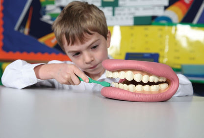 Giant Teeth Dental Demonstration Model