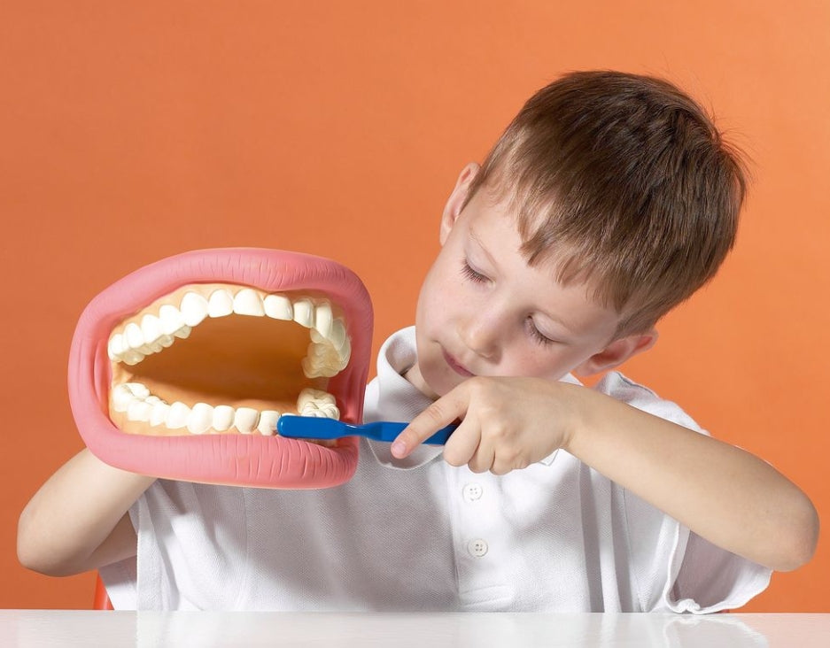 Giant Teeth Dental Demonstration Model